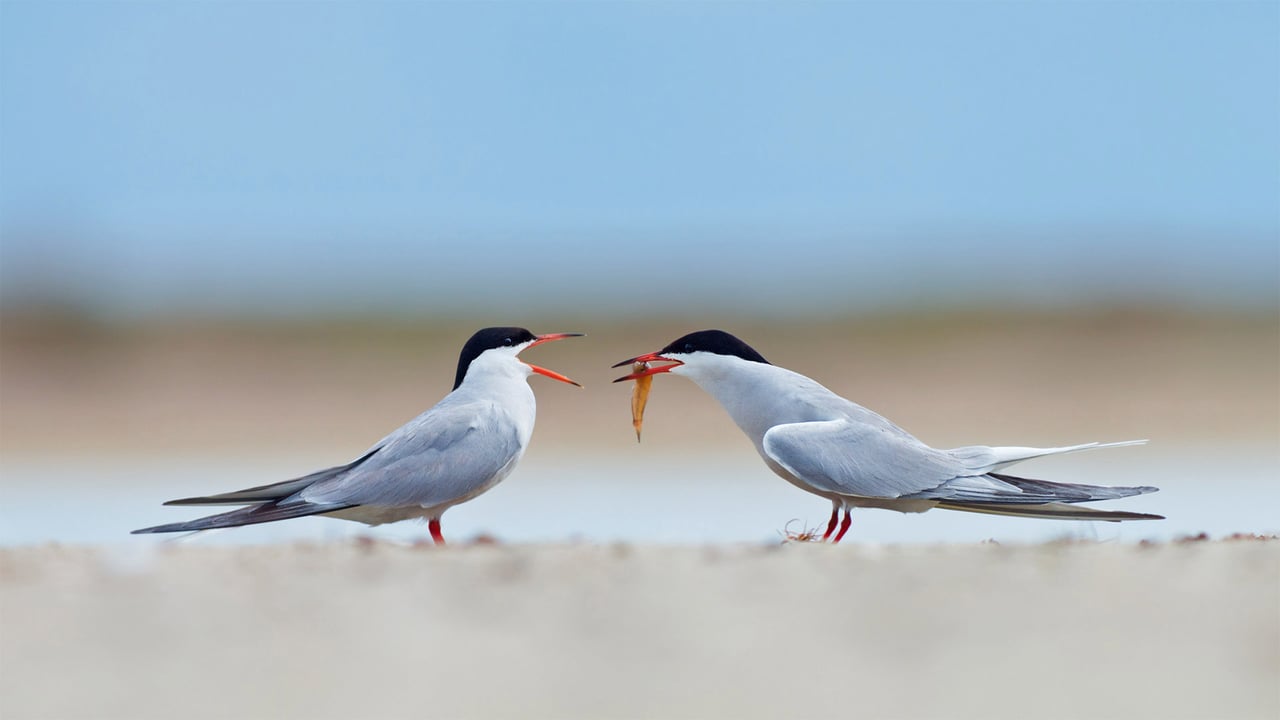 Common terns sharing a small fish (© Ryzhkov Sergey/Shutterstock)