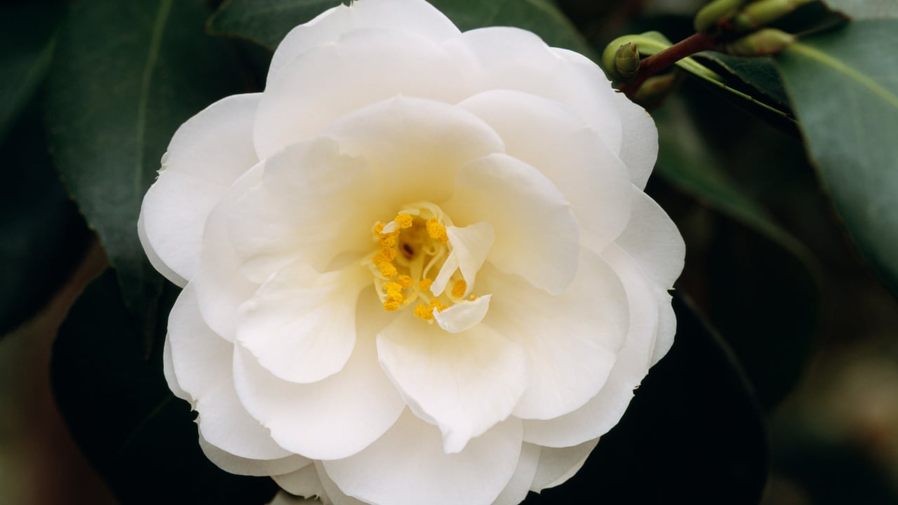 Detalhe das pétalas de uma camélia branca (© ASO FUJITA/amanaimagesRF)