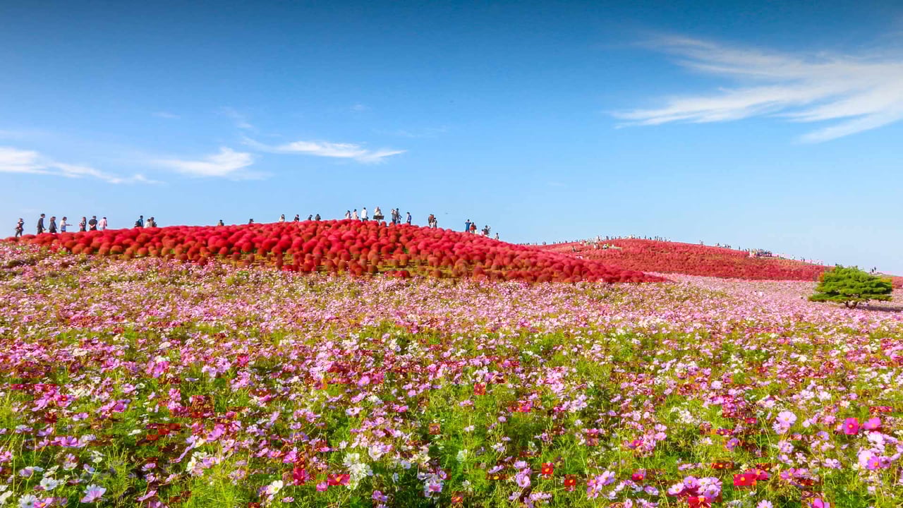 国営ひたち海浜公園, 茨城県 ひたちなか市 (© ThePonAek/Shutterstock)