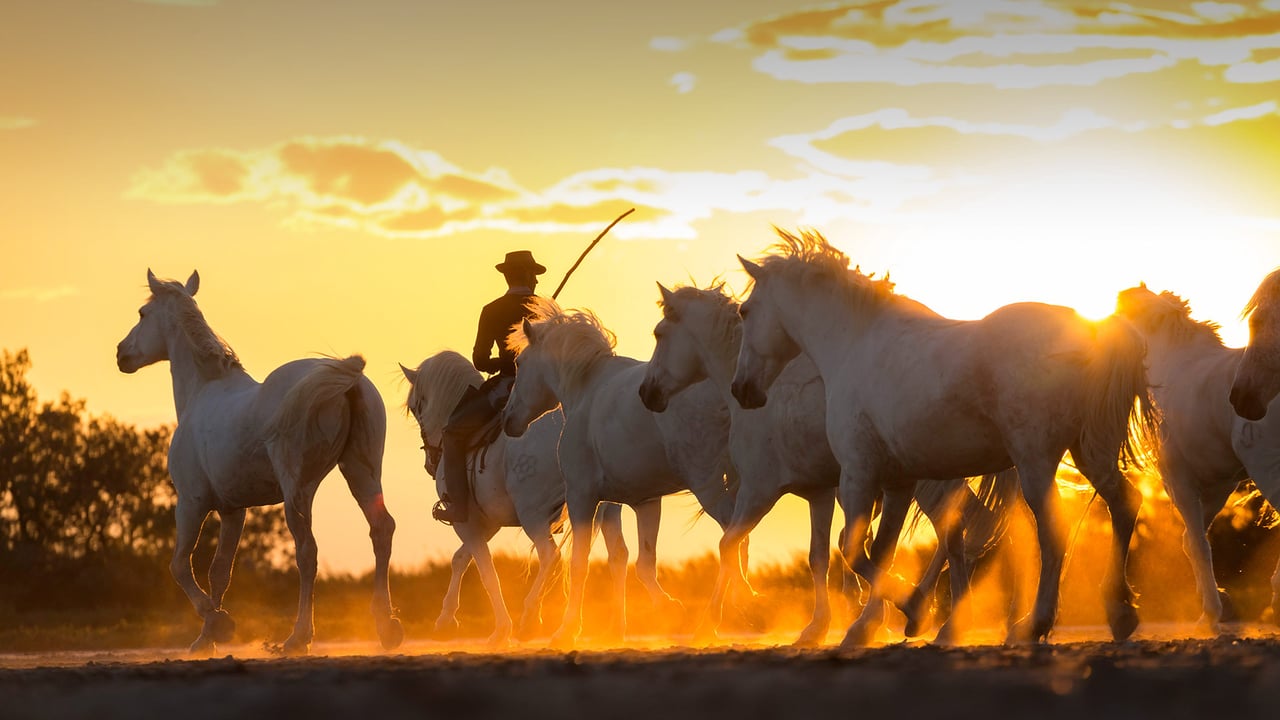 Cowboy accompagnant une harde de chevaux sauvages, Camargue, France (© Peter Adams/Offset by Shutterstock)