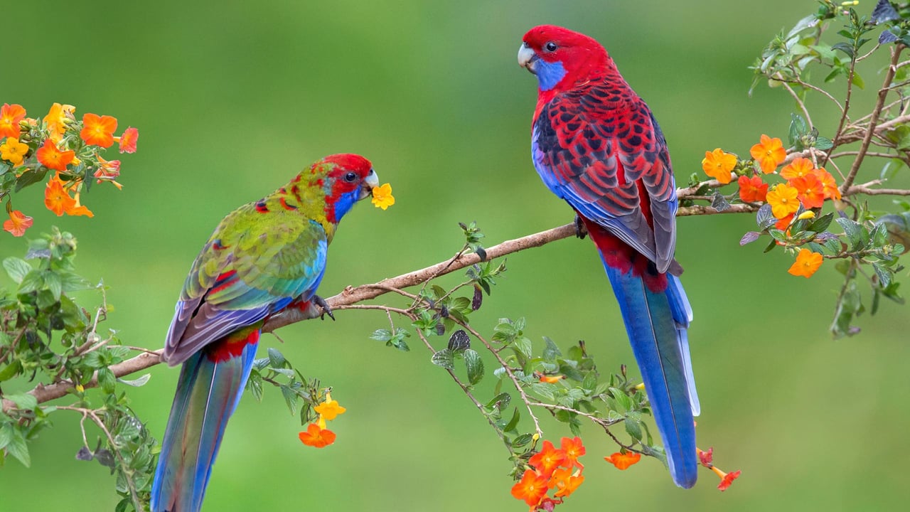 Crimson rosella with juvenile, Victoria, Australia (© Naser Alhujailan/plainpicture/Minden Pictures)