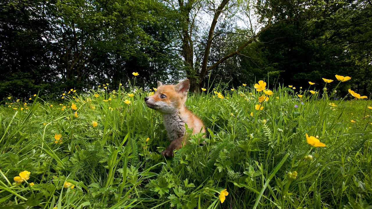 Renardeau dans une prairie fleurie en Normandie (© Gerard Lacz/Alamy Stock Photo)