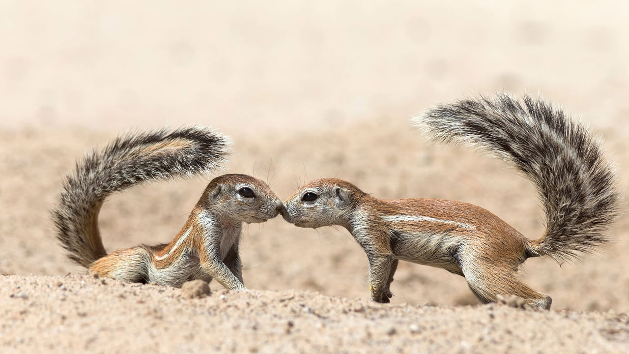 Écureuils terrestres se saluant, dans le parc transfrontalier de Kgalagadi, Cap-Nord, Afrique du Sud (© Ann and Steve Toon/Minden Pictures)