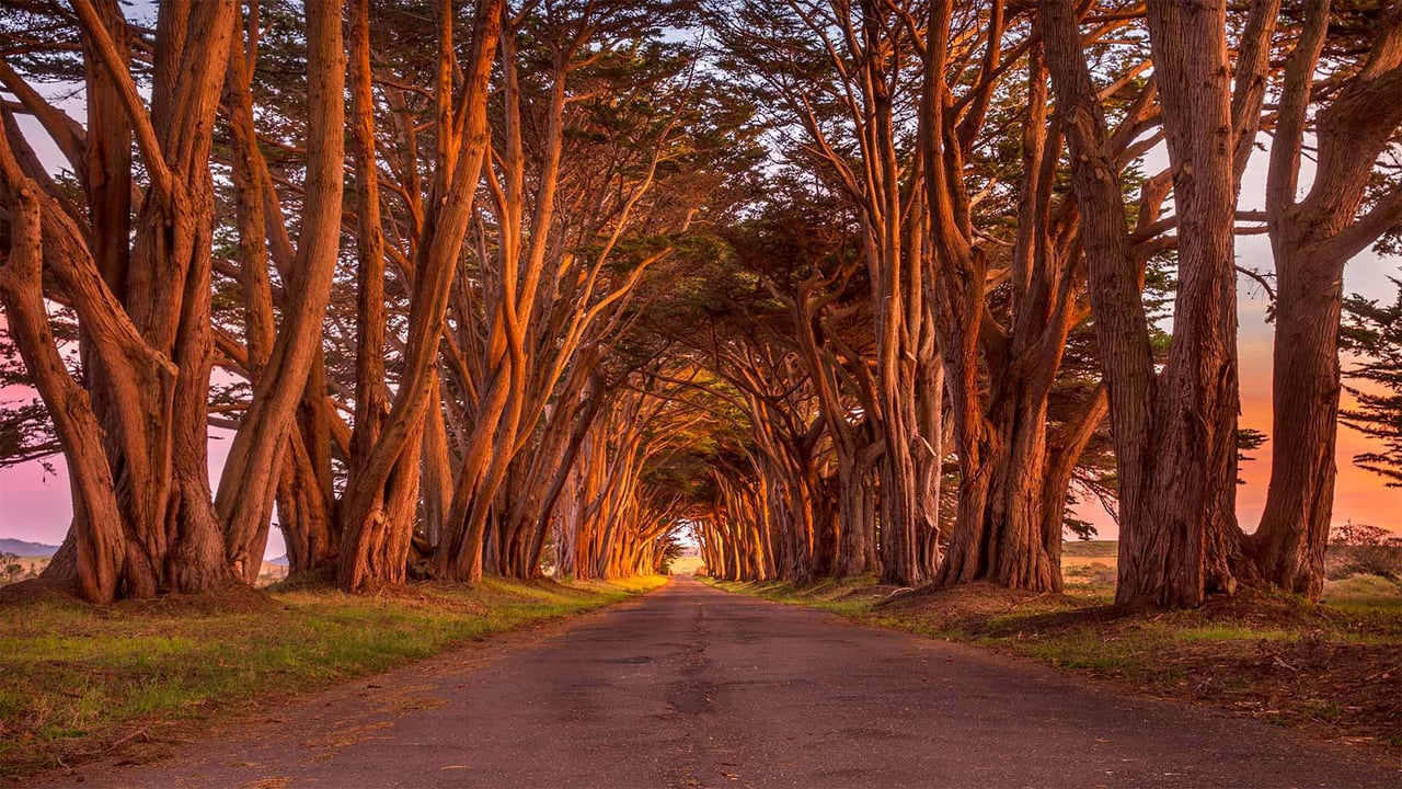 The cypress tunnel at Point Reyes National Seashore in California (© Spondylolithesis/Getty Images)