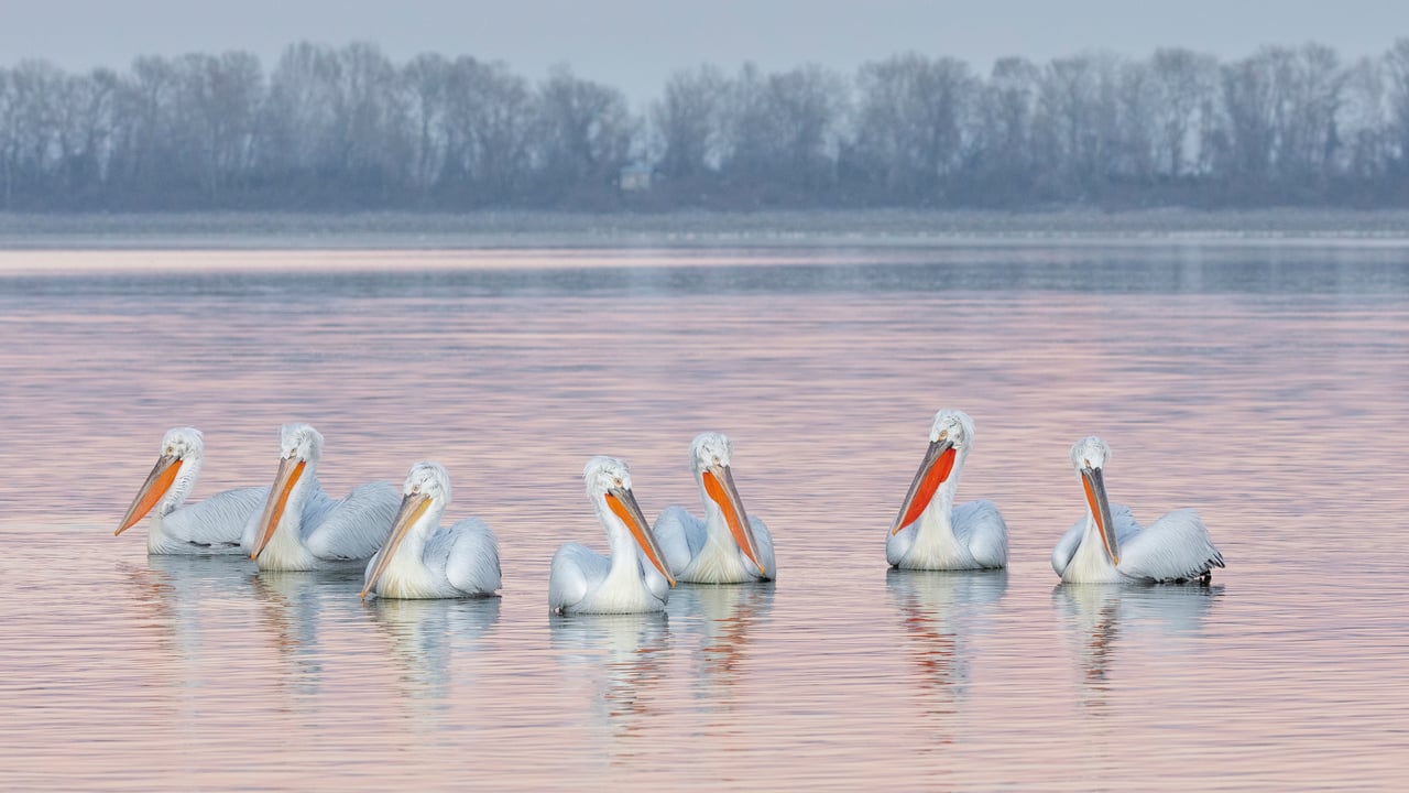 Des pélicans frisés sur le Lac Kerkini, Grèce (© Guy Edwardes/naturepl.com)
