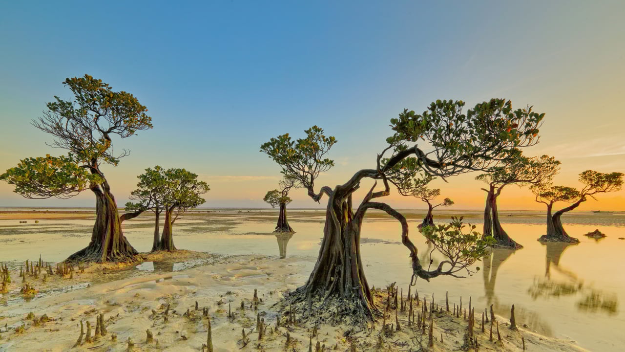 Mangrove trees, Walakiri Beach, Sumba Island, Indonesia (© Tengguo Wu/Getty Images)