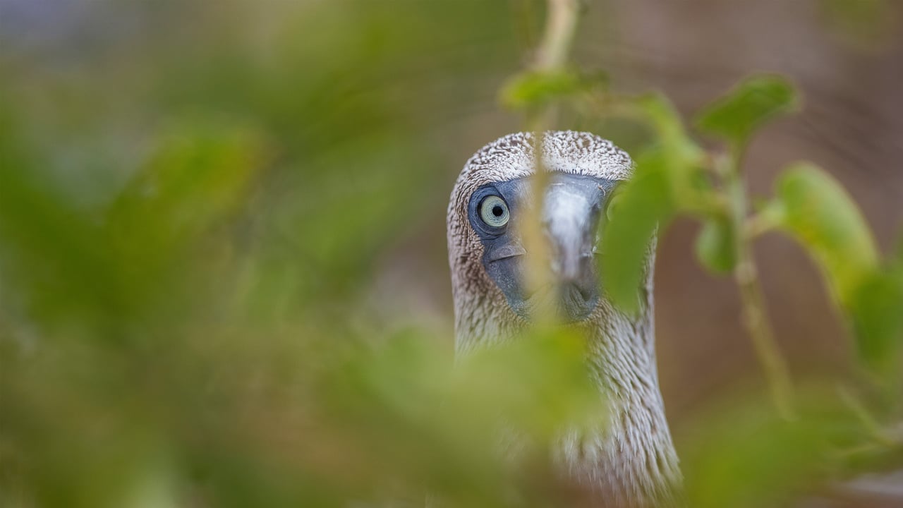 Fou à pieds bleus, Îles Galapagos, Équateur (© Karine Aigner/TANDEM Stills + Motion)