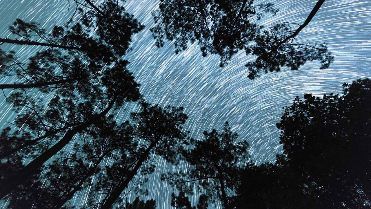 Trainée d’étoiles depuis les racines d’un bosquet de pins en Dordogne (© Eric Nathan/Alamy Stock Photo)