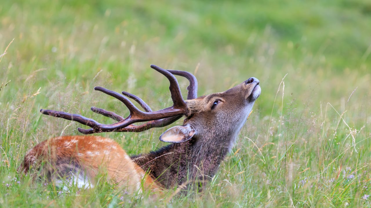Cerf sika dans l’herbe, parc de Merlet, Haute-Savoie (© porojnicu/Getty Images)