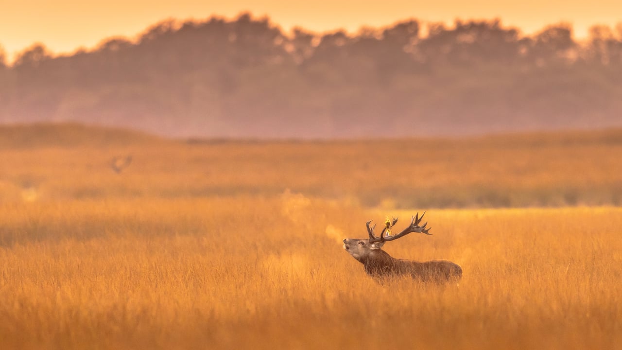 Cerf élaphe dans le parc national De Hoge Veluwe, Pays-Bas (© CreativeNature_nl/Getty Images)
