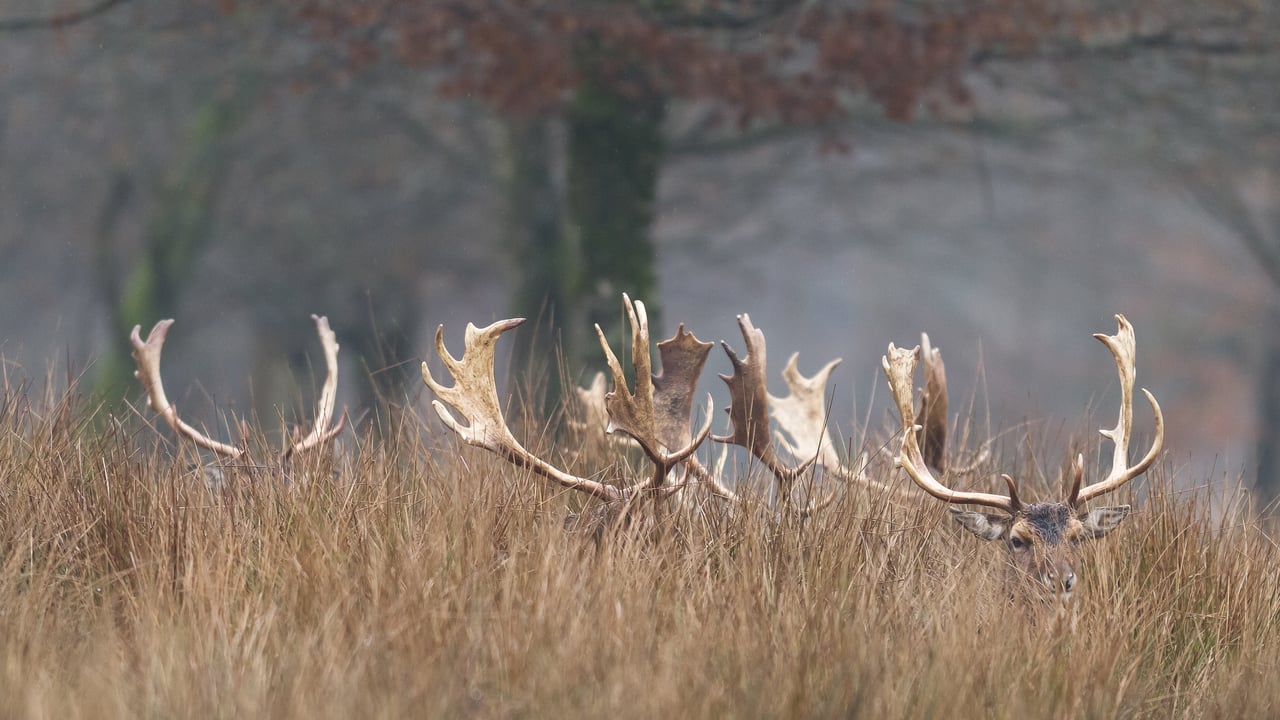 Cerf cachés dans la forêt (© AB Photography/Getty images)