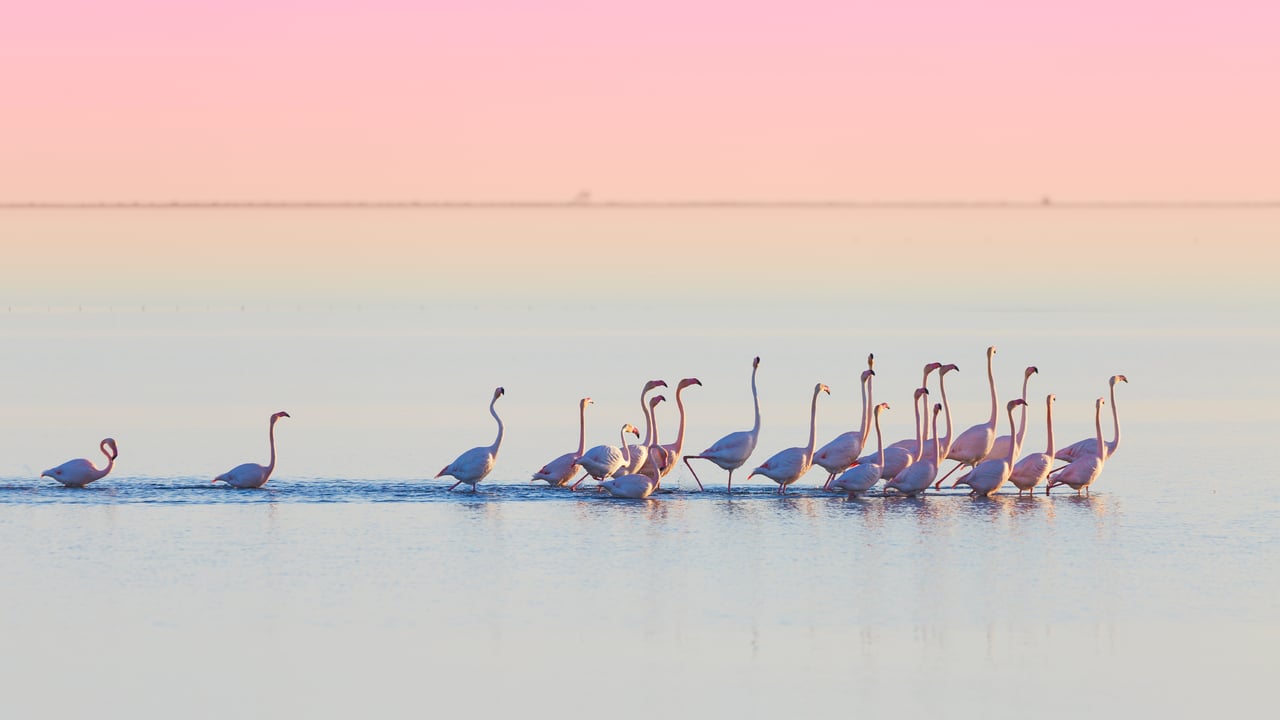 Flamencos en el Delta del Ebro, Tarragona, España (© mafrmcfa/Getty Images)