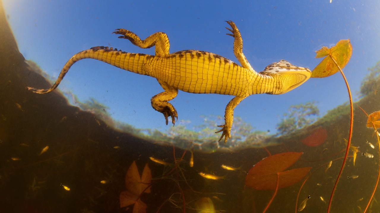 Jacaré (Caiman yacare) bebê visto de baixo (© Luciano Candisani/Minden Pictures)