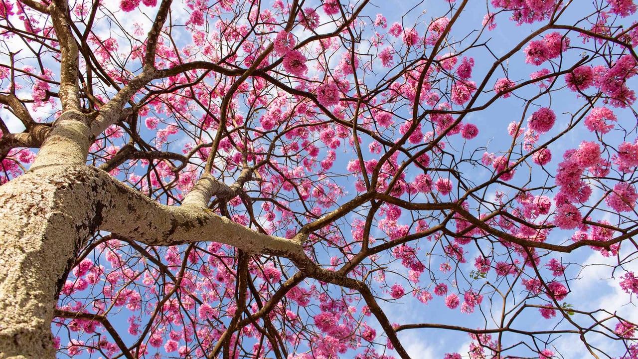 Vista de baixo ângulo de uma árvore com flores cor-de-rosa contra o céu, Distrito Federal (© Bruno Couto via 500px/GettyImages)
