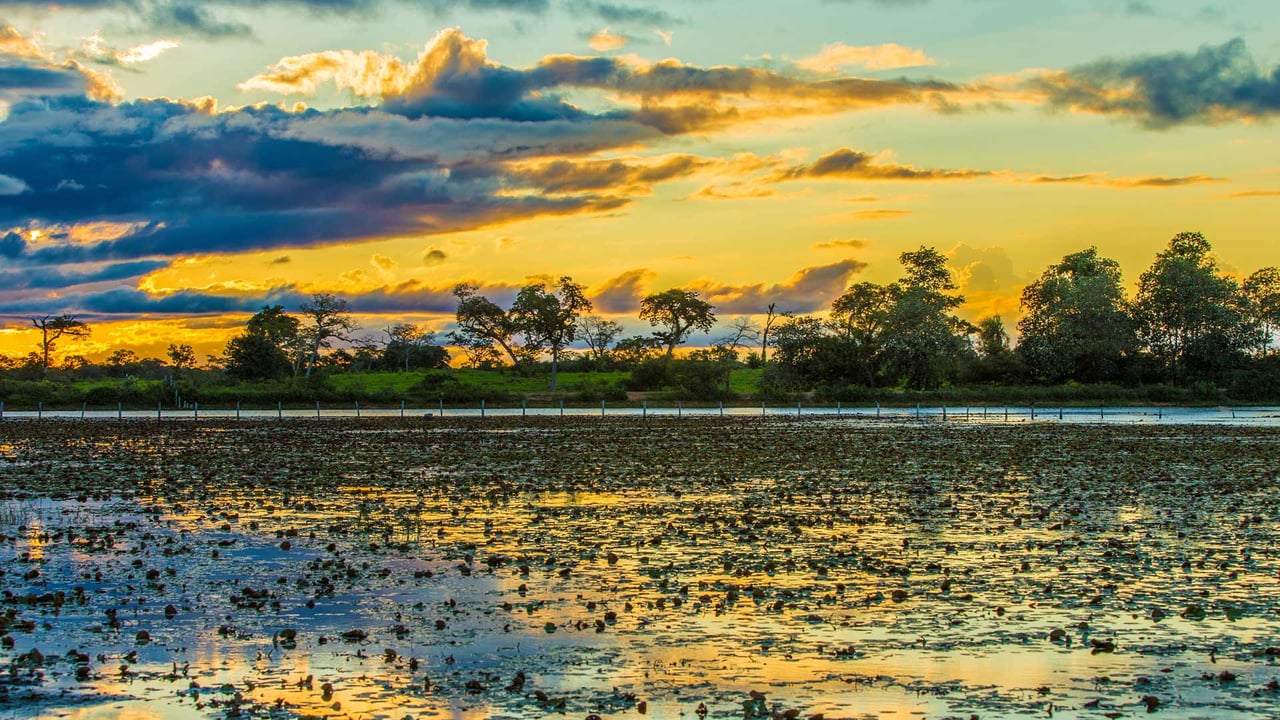 Colorido atardecer en Pantanal, Brasil (© filipefrazao/Getty Images)