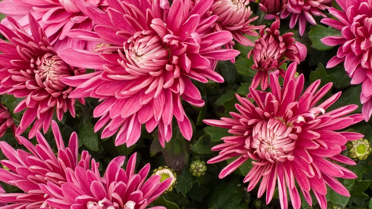 菊の花 (© Maciej Figiel/Alamy Stock Photo)