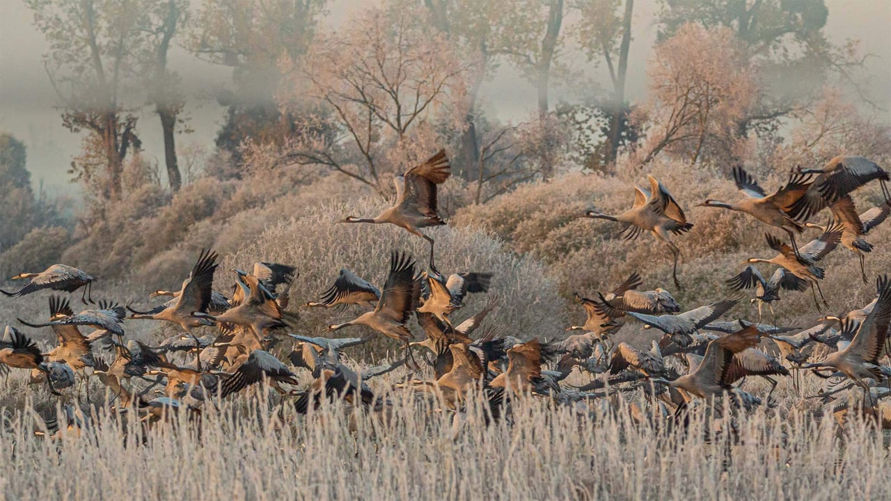 Common cranes in the Drömling wetland, Germany (© Mike Friedrichs/Getty Images)