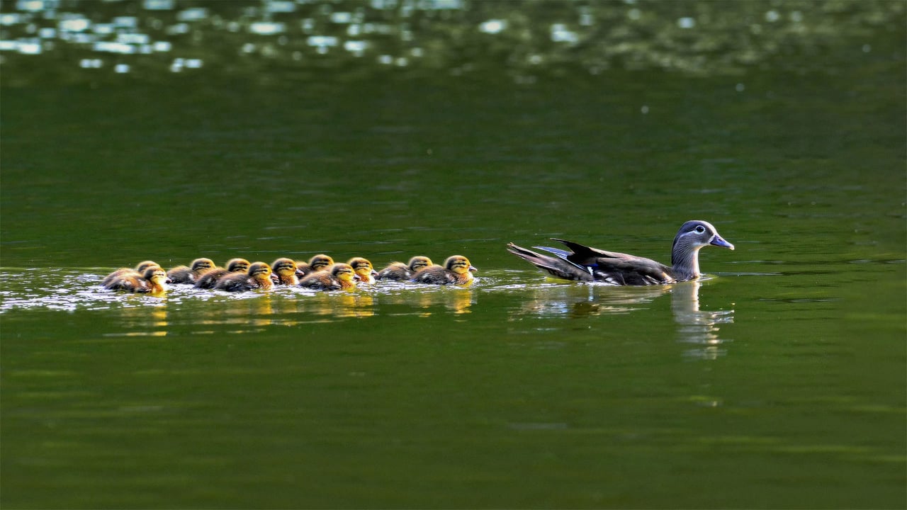 Mandarin duck hen with ducklings in South Korea (© VDCM image/Getty Images)