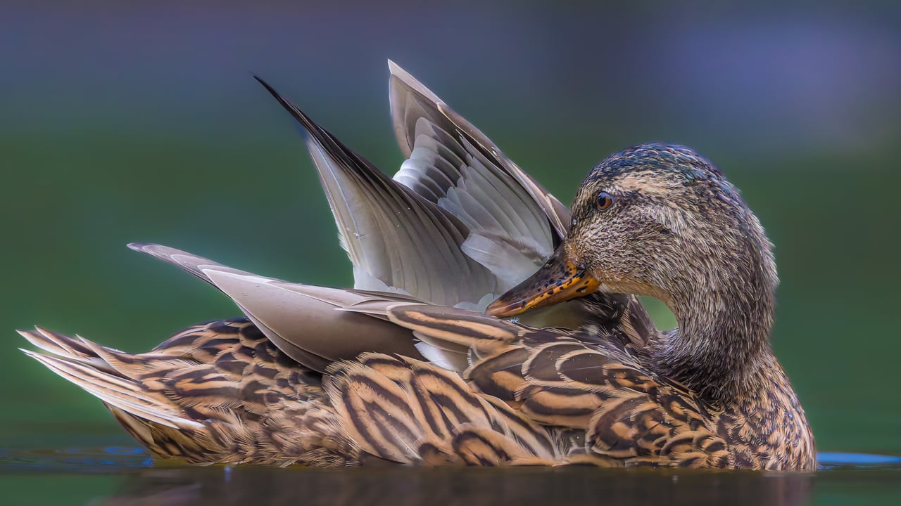 Mallard duck (© Philippe Paternolli/Getty Images)