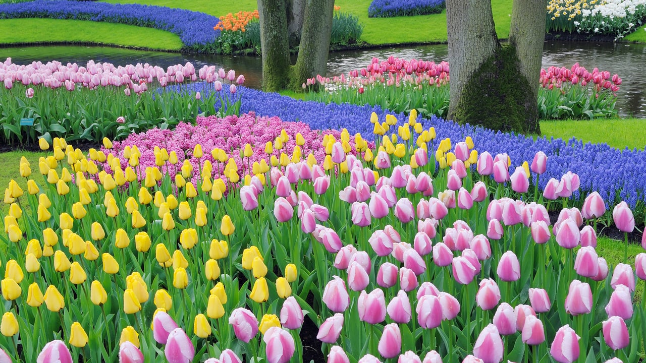 Muscaris et tulipes, Keukenhof, Lisse, Pyas-Bas (© Martin Ruegner/Getty Images)