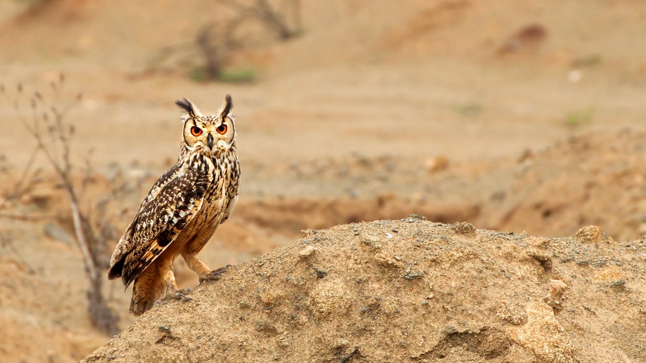 Eagle owl bird of prey in Karnataka. (© Anantha Murthy H S/iStock/Getty Images Plus)