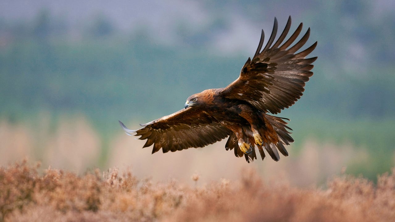 Golden eagle flying over a field, Glenfeshie (© Blickwinkel/Alamy Stock Photo)