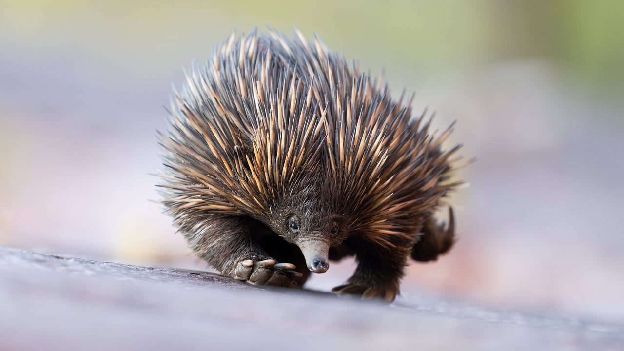 L’échidné à nez court, Adelaide Hills, Australie (© Etienne Littlefair/naturepl.com)