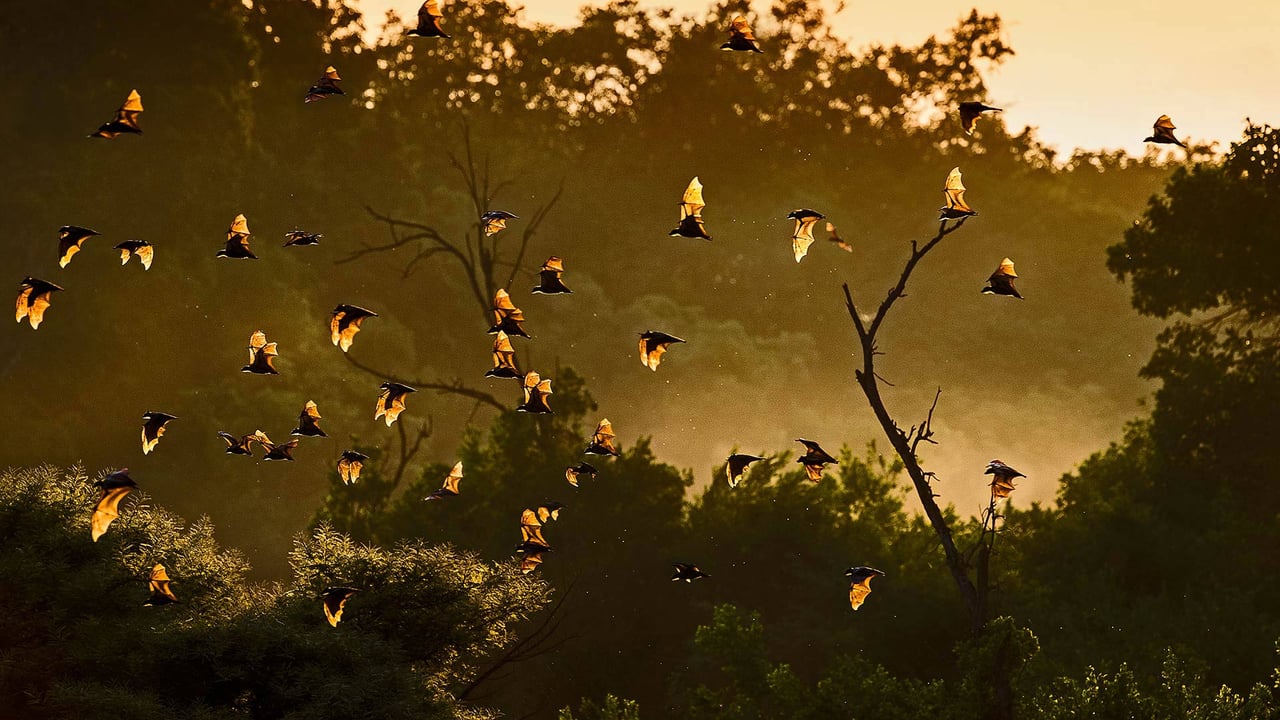 Straw-colored fruit bats in Kasanka National Park, Zambia (© Nick Garbutt/Minden Pictures)
