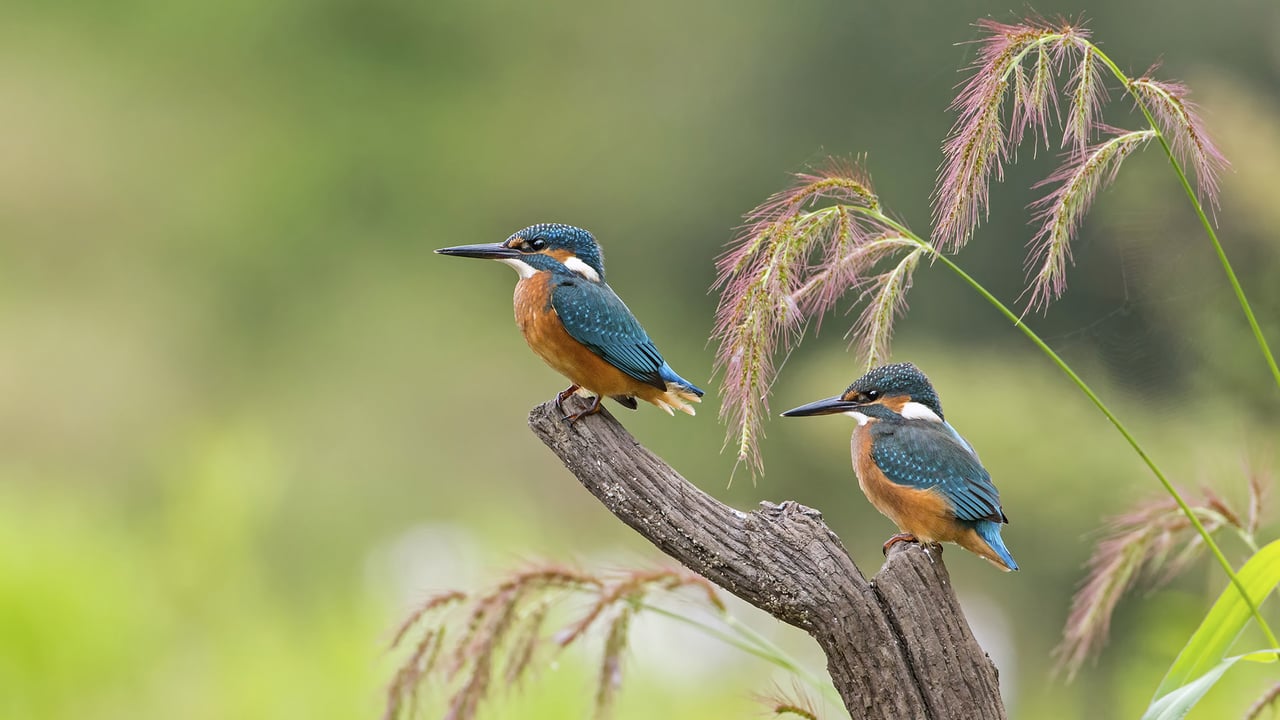 Junge Eisvögel, Sachsen-Anhalt, Deutschland (© Thomas Hinsche/Minden Pictures)