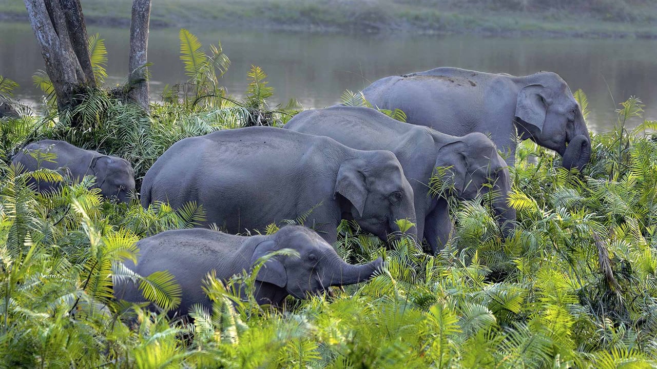 Asian Elephant (Elephas maximus indicus) herd in Kaziranga National Park, Assam (© Parameswaran Pillai Karunakaran/Minden Pictures)