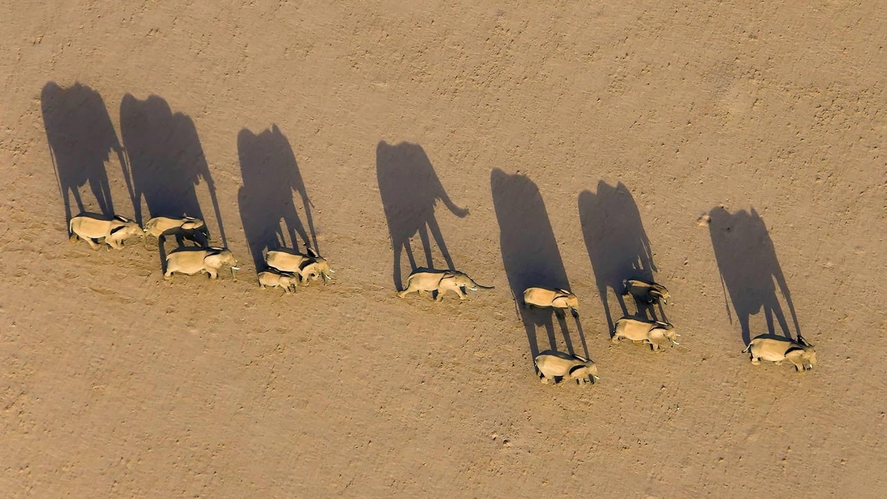 Elephant herd in Damaraland District, Namibia (© Michael Poliza/Getty Images)