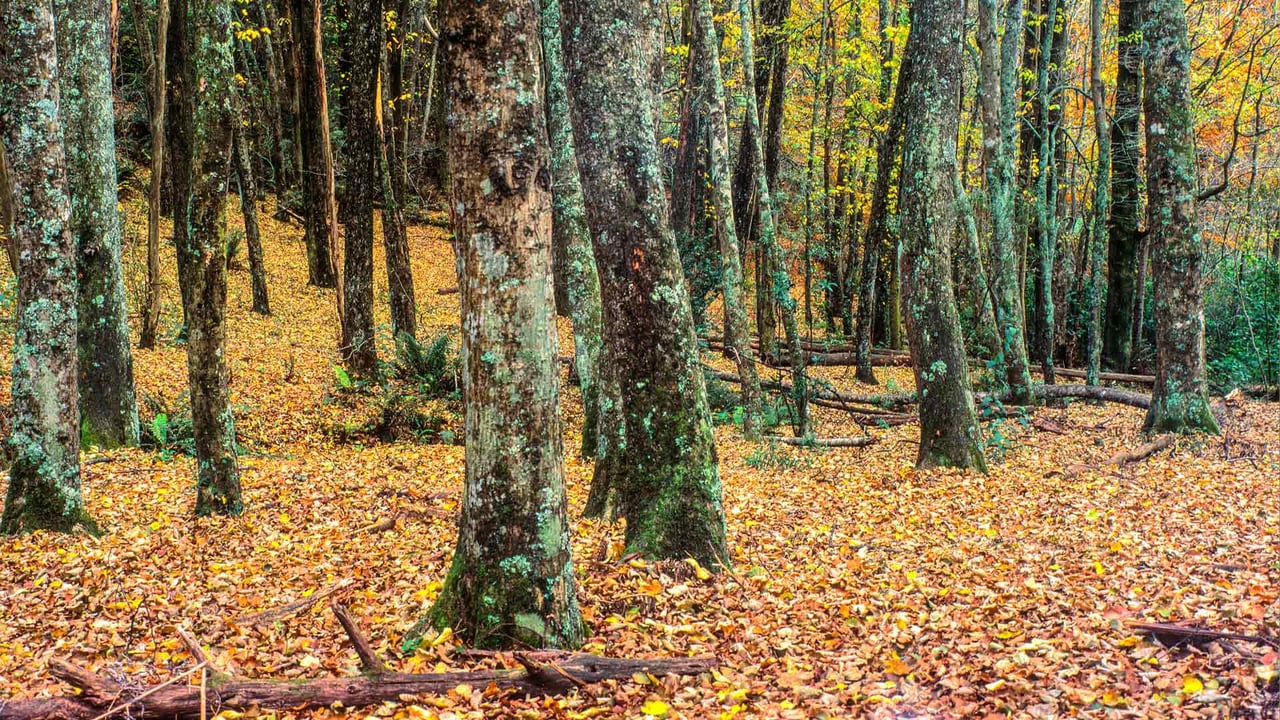 Historic nursery land in Emerald Lake Park, Victoria (© Givenworks/Getty Images)