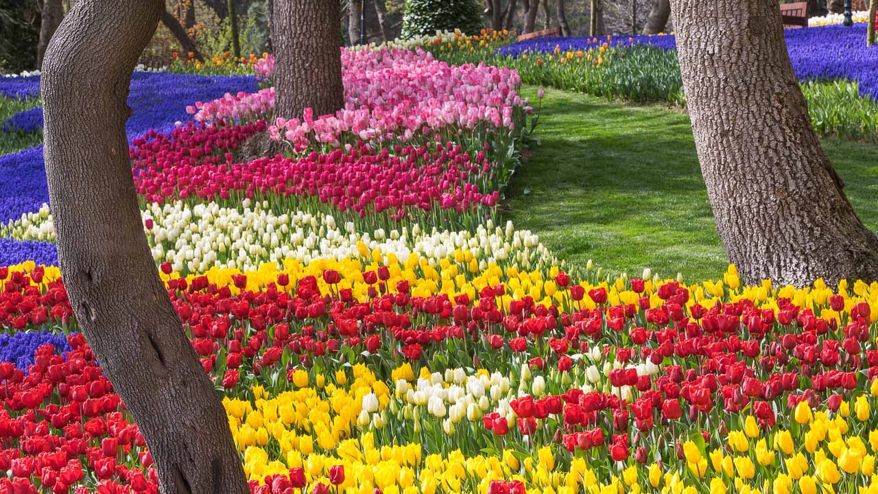 Tulips at Emirgan Park in Istanbul, Türkiye (© Ozbalci/Getty Images)