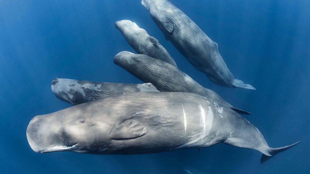 Famille de cachalots, Océan Indien (© Tony Wu/Nature Picture Library)