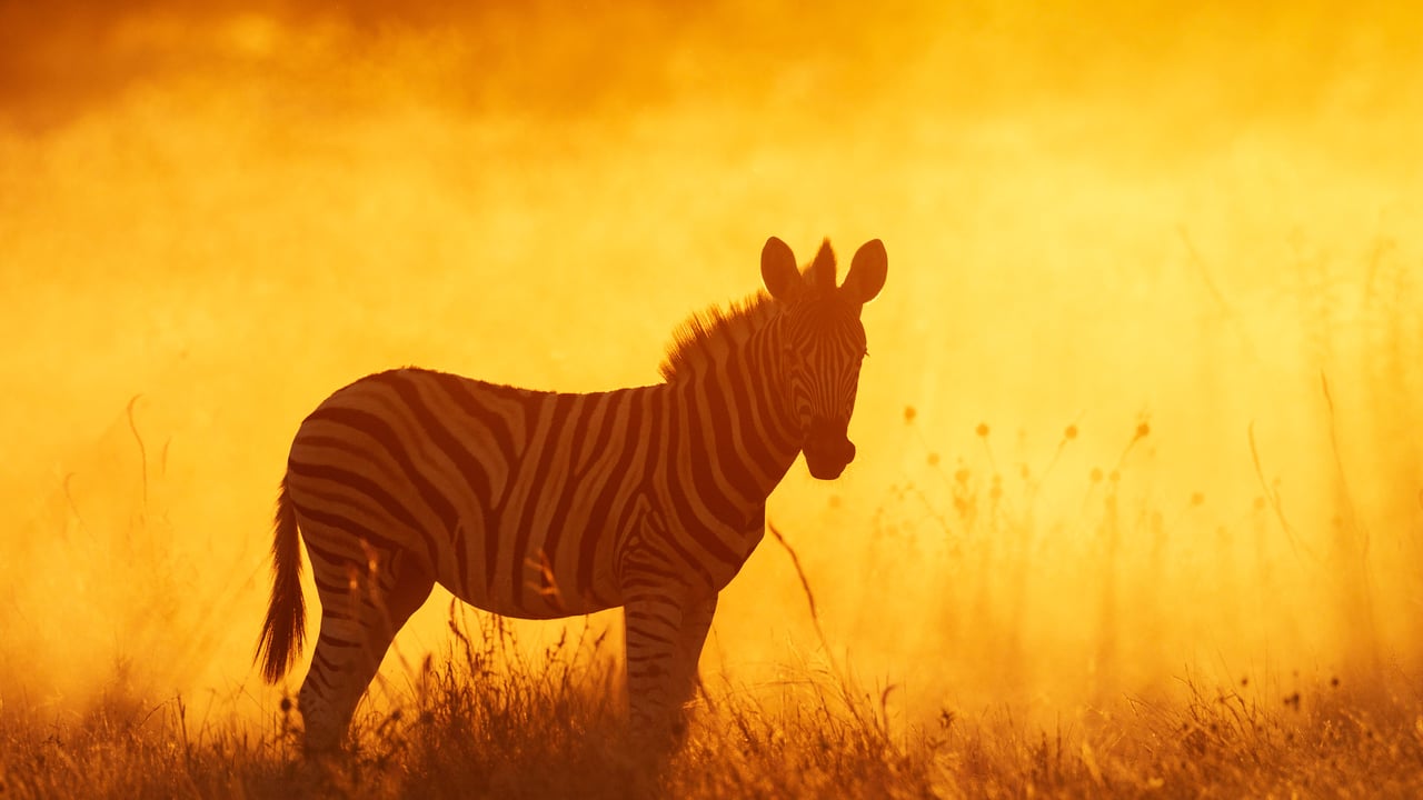 Zébreau dans le parc national d’Etosha, Namibie (© Sharon Heald/Nature Picture Library)