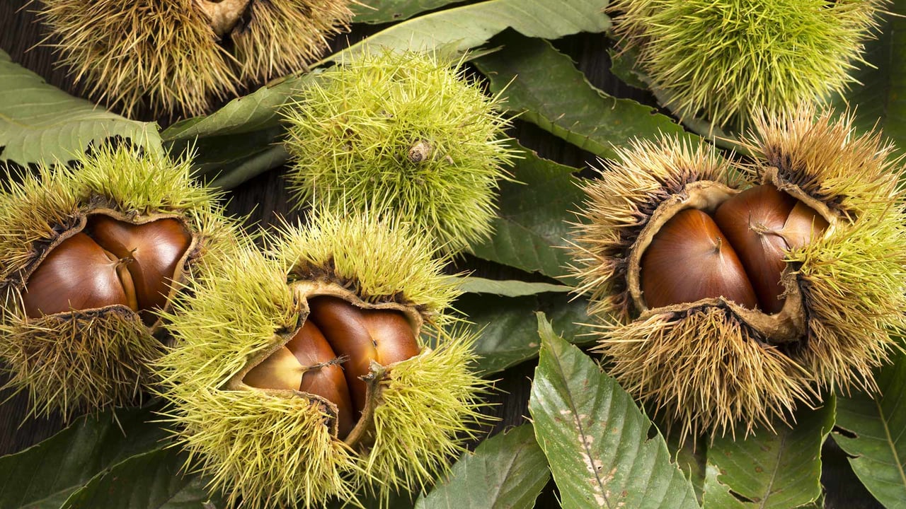 Chestnuts inside their husks (© Kai Keisuke/Shutterstock)