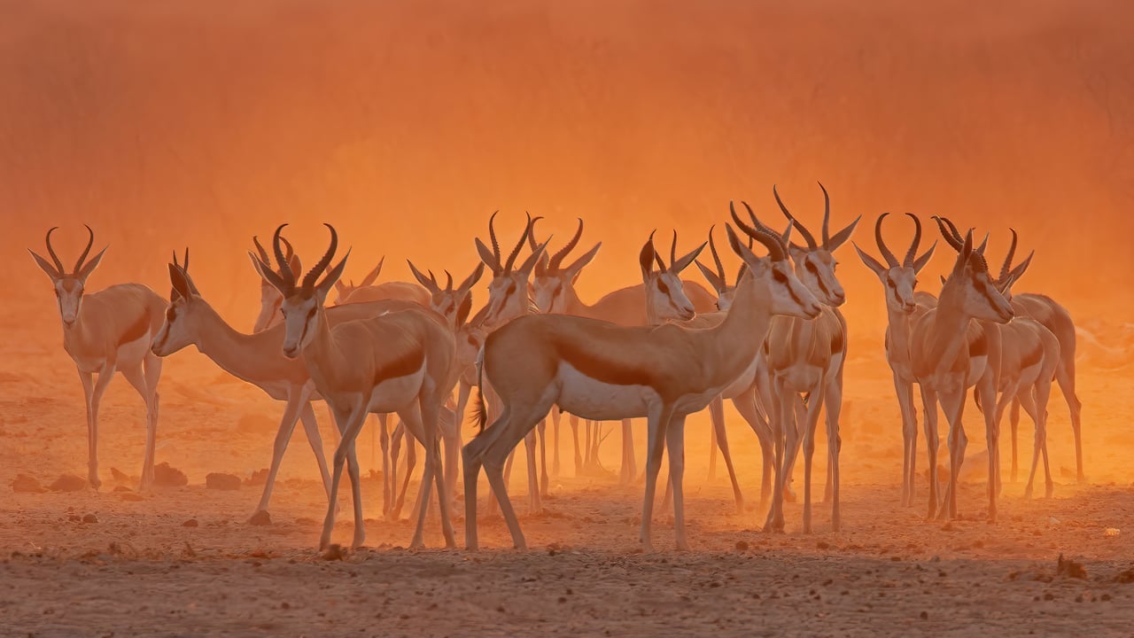 Springboks near a waterhole in Etosha National Park, Namibia (© Charlie Summers/Minden Pictures)