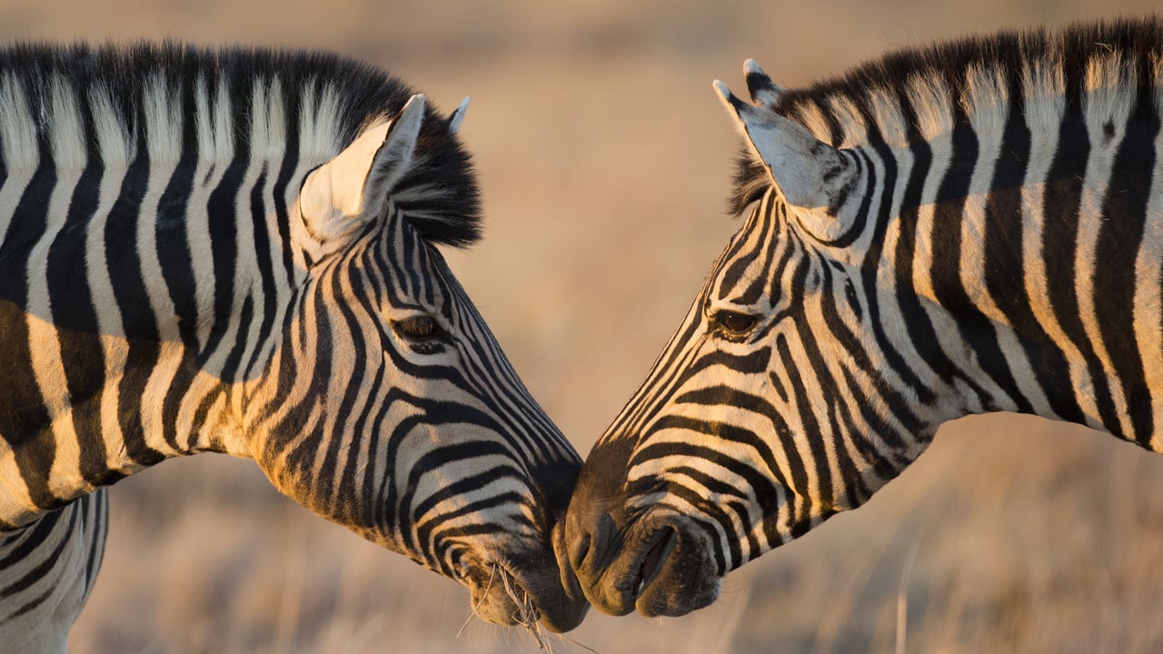 Des zèbres des plaines, Parc National d’Etosha, Namibie (© Mogens Trolle/Shutterstock)