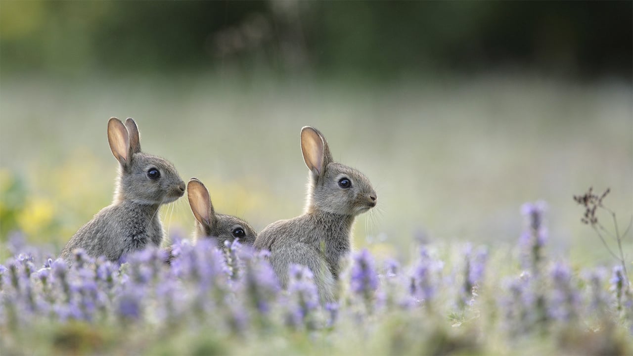 Junge Wildkaninchen (© Remy Courseaux/Minden Pictures)