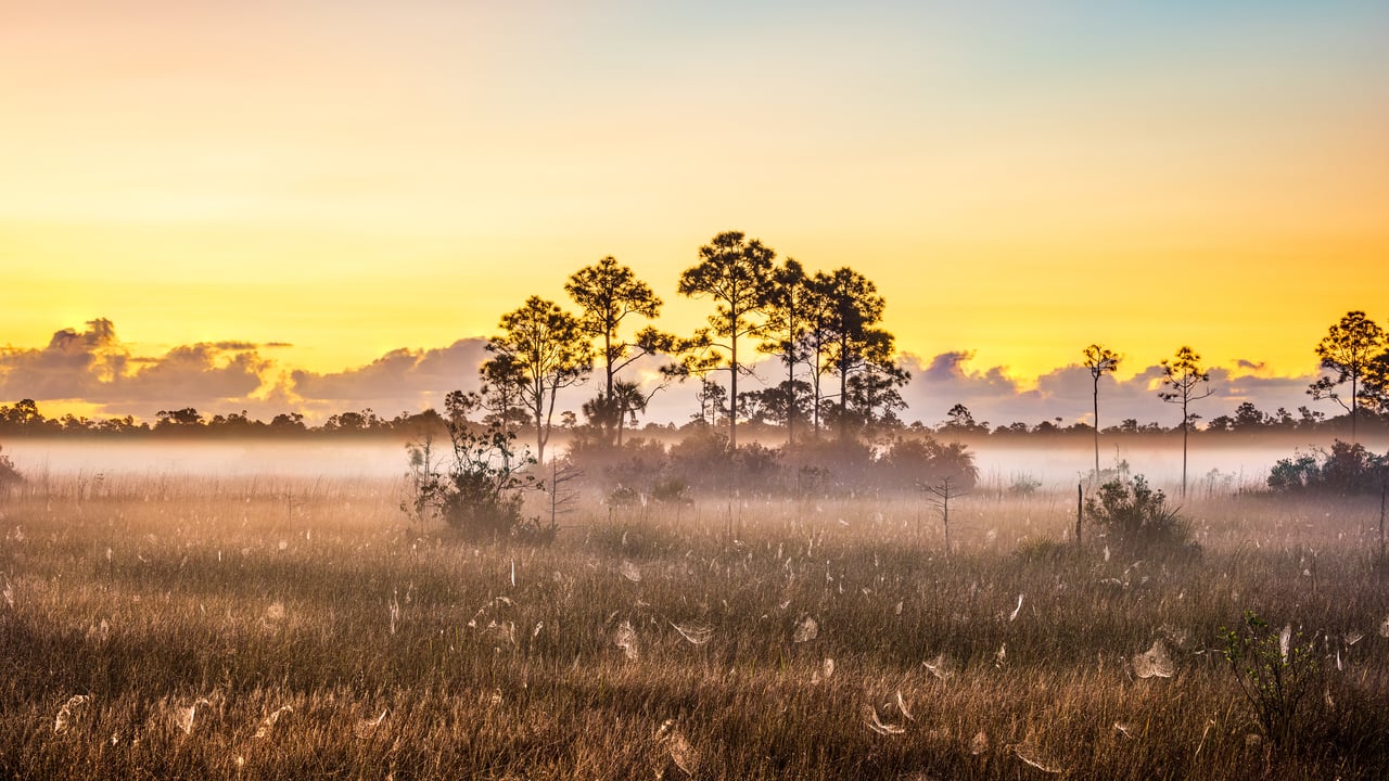 Spider webs in Everglades National Park, Florida, United States (© Troy Harrison/Getty Images)
