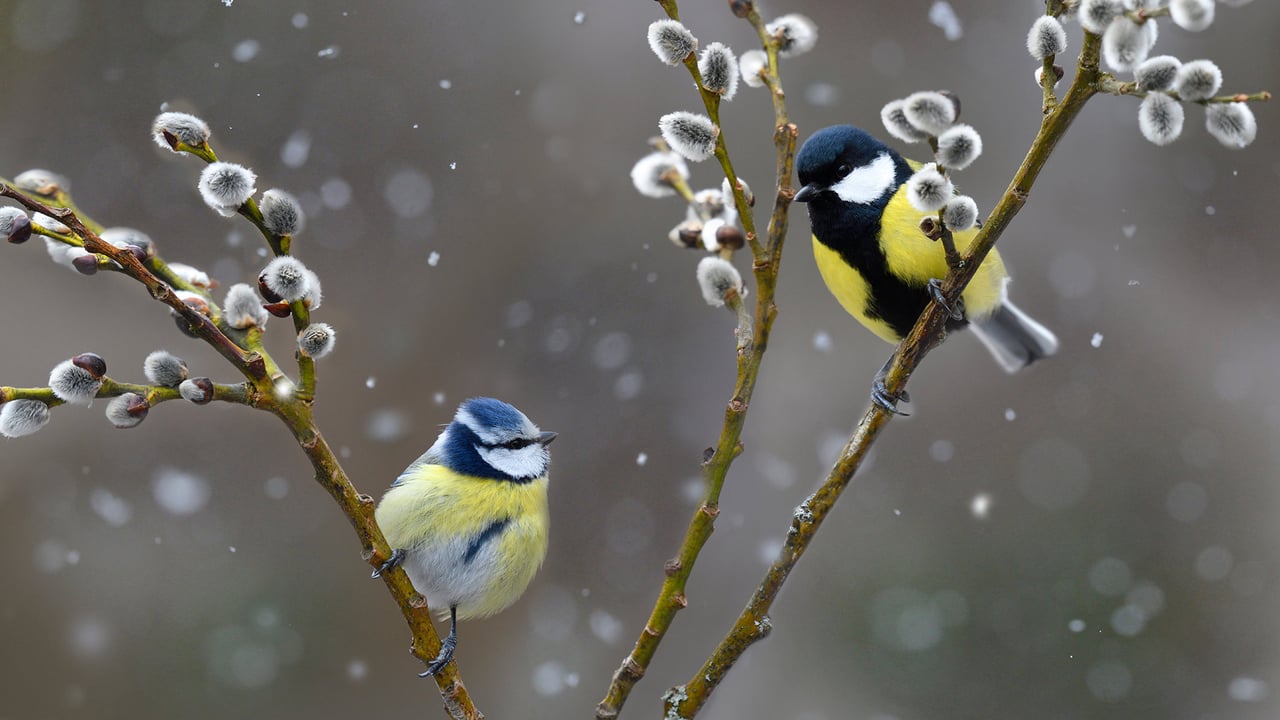 Blue tit (left) and great tit in snowfall, Northern Vosges Regional Nature Park, France (© Michel Rauch/Minden Pictures)