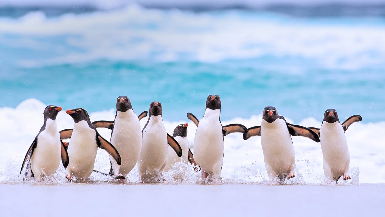 Southern rockhopper penguins on the Falkland Islands (© Heike Odermatt/Minden Pictures)