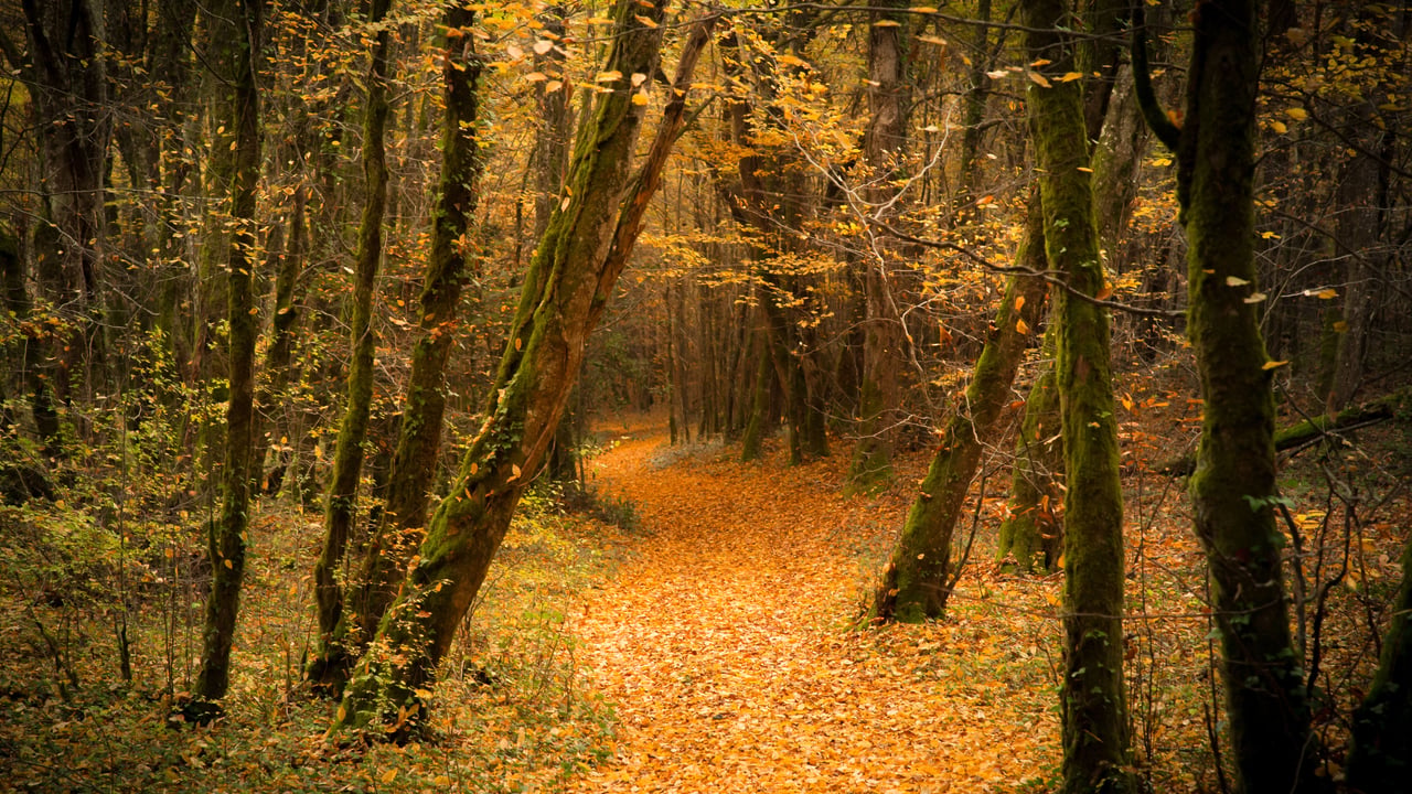 Forêt en automne (© Laud Nicolas/EyeEm/Getty Image)