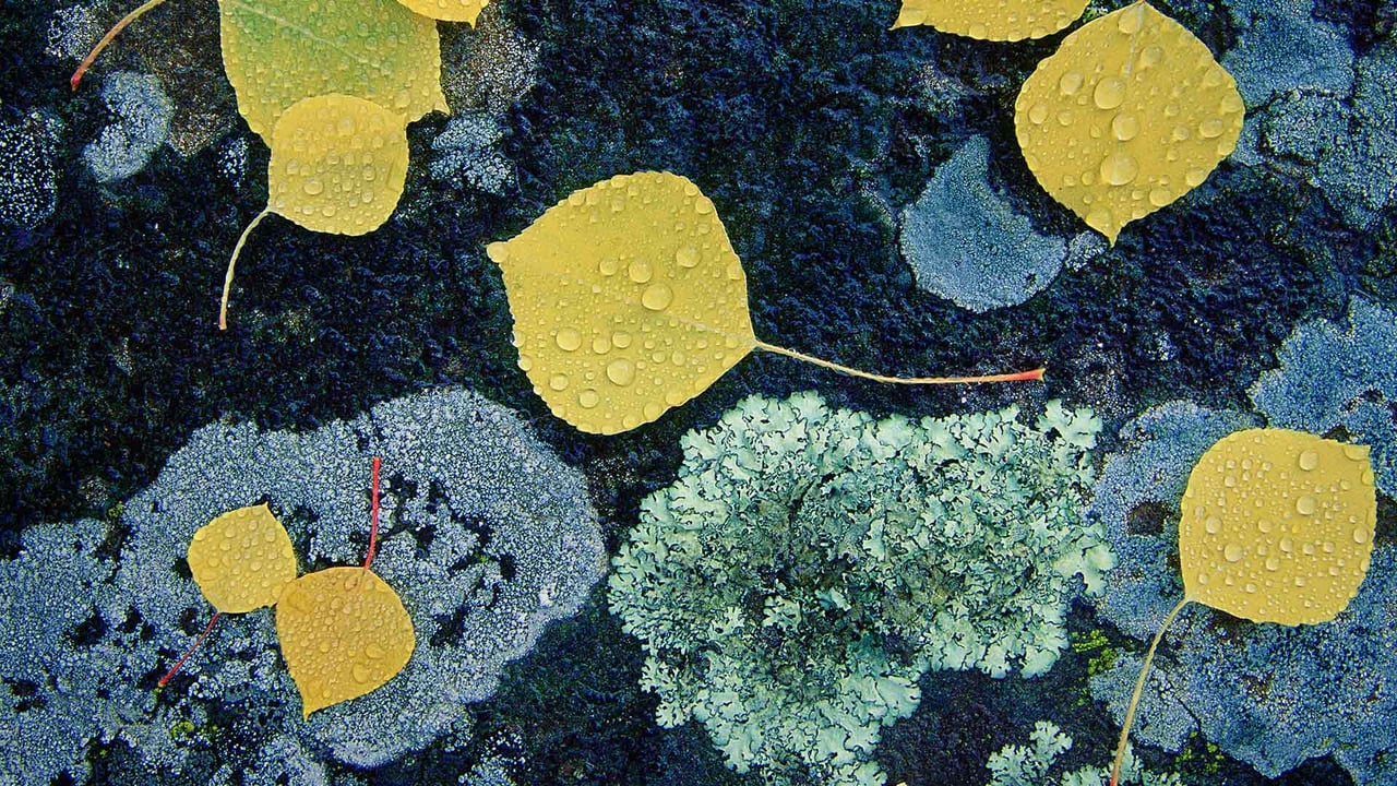 Autumn leaves and lichen in Junction Sheep Range Provincial Park, B.C. (© Daryl Benson/Masterfile)