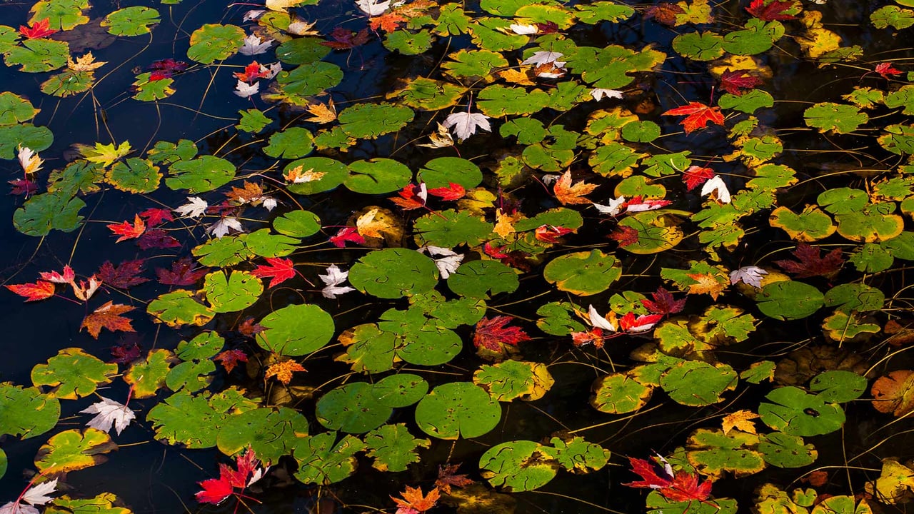 Lily pads and floating autumn coloured leaves, Waterloo, Que. (© Design Pics/Offset)
