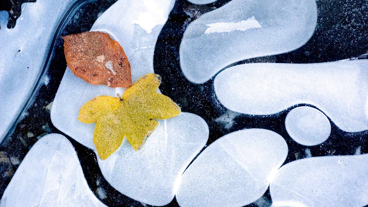 Feuilles d’automne sur de l’eau gelée, France (© Jean-Philippe Delobelle/Minden Pictures)