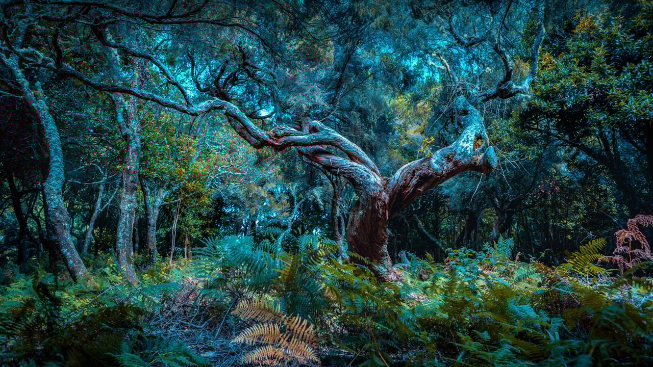 The Fanal Forest on Madeira Island, Portugal (© Val Thoermer/Alamy)