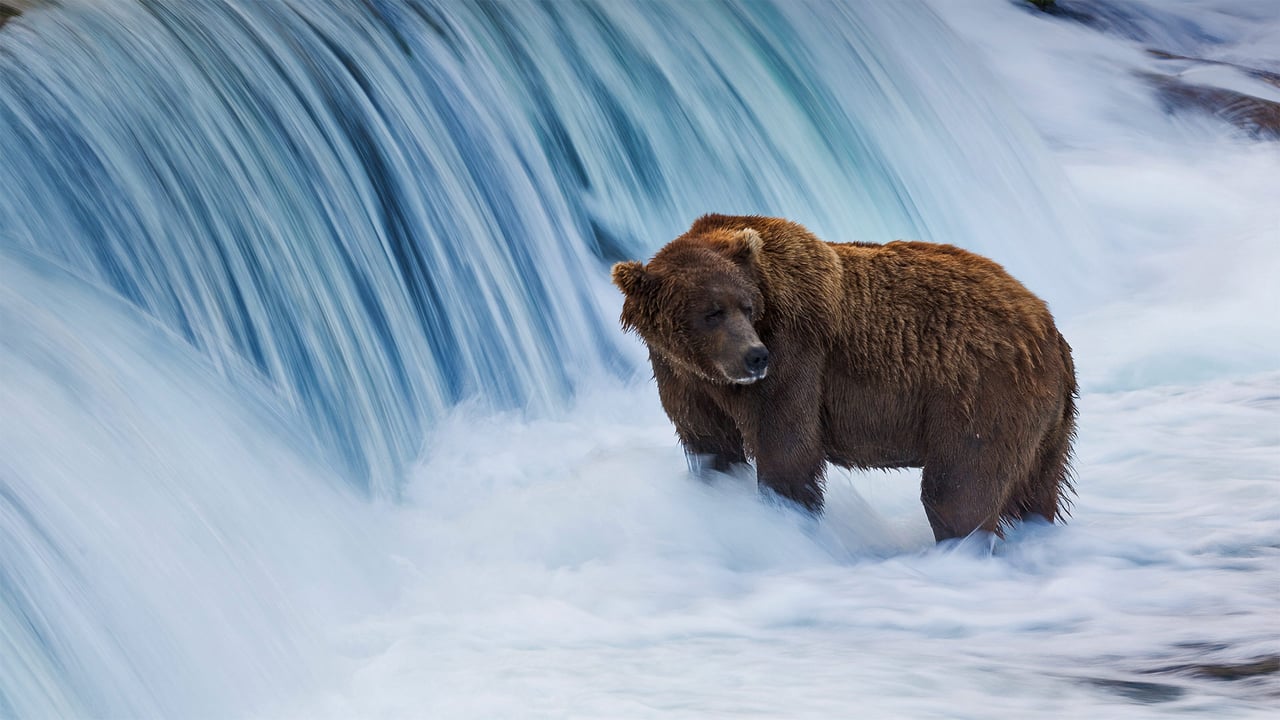 Brown bear in the Brooks River, Katmai National Park and Preserve, Alaska (© littleting/Pradthana Jarusriboonchai/Getty Images)