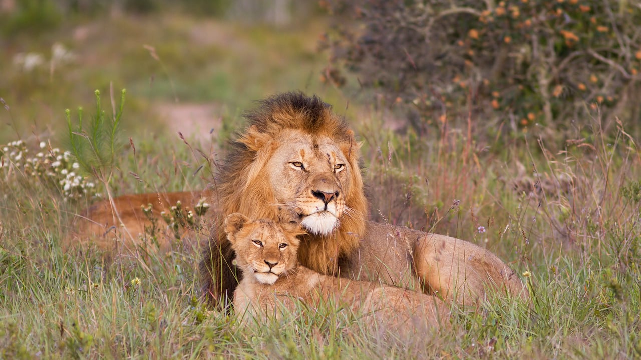Leone con prole (© JasonPrince/iStock)
