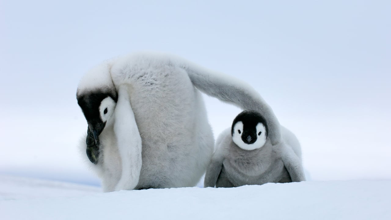 Deux petits manchots Empereurs, Antarctique (© Jan Vermeer/Minden Pictures)